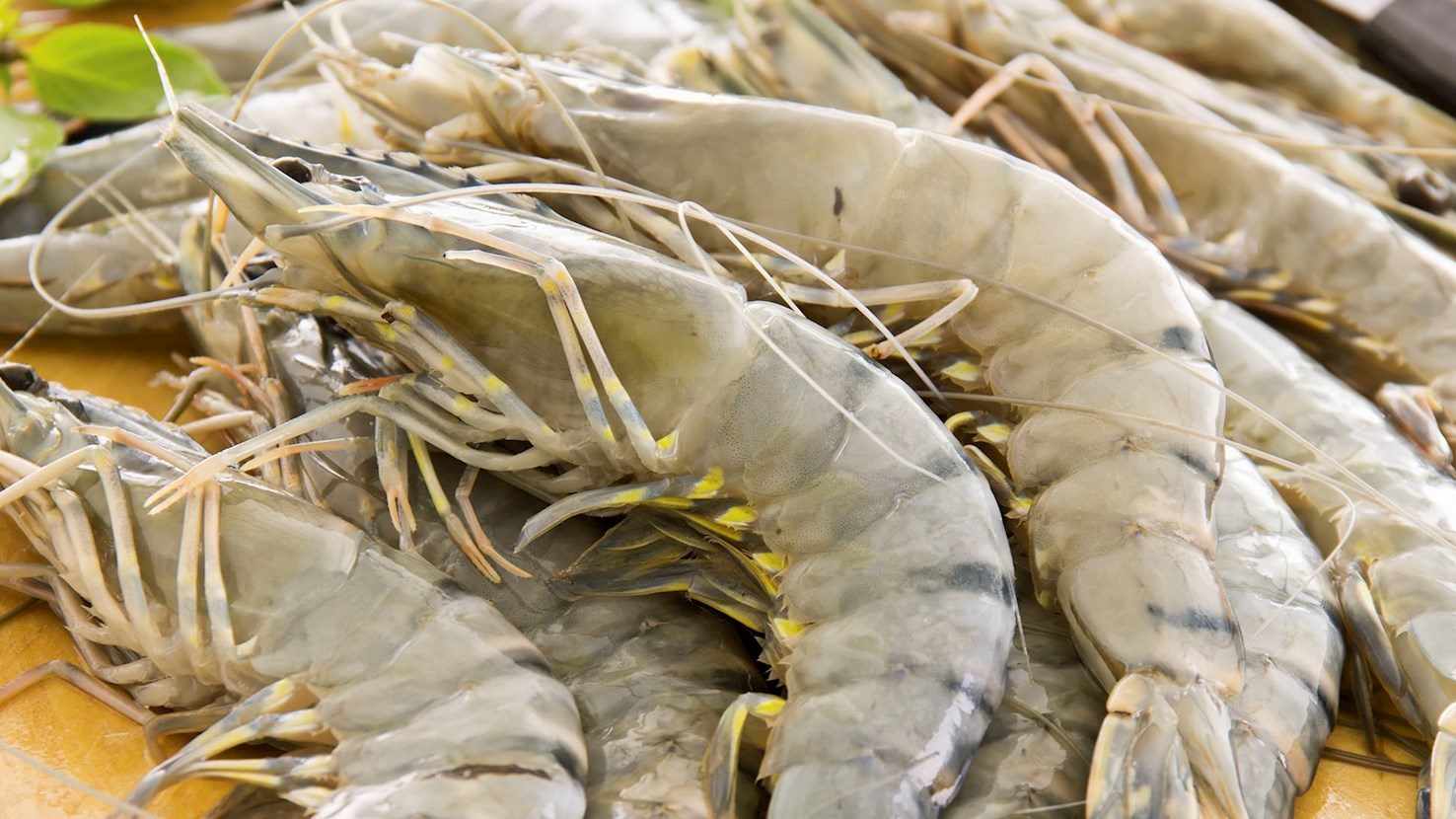 Fresh black tiger prawns
