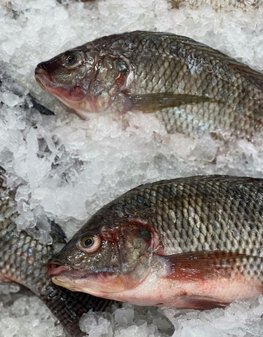 Aquaculture Fish