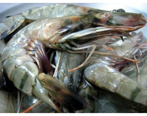 Black Tiger Shrimp