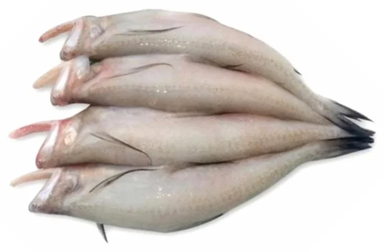 Bombay duck