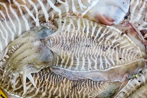 Cuttlefish
