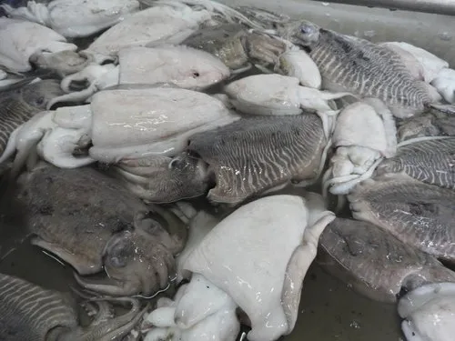 Whole cuttlefish on ice