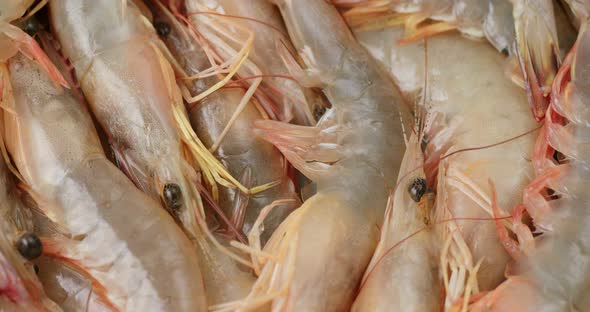 Fresh Shrimp