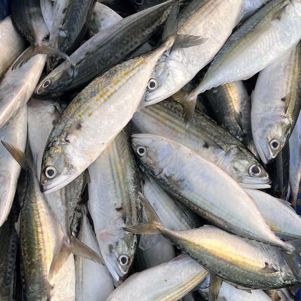 Fresh Indian mackerel