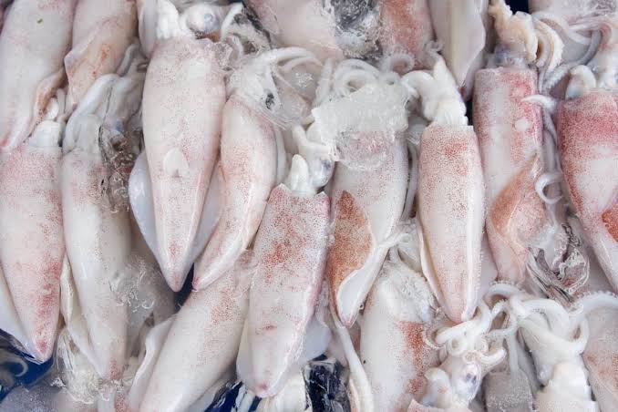 Whole loligo squid