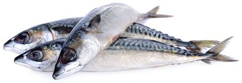 Mackerel