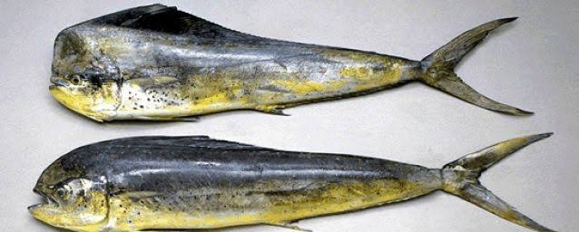 Whole mahi mahi