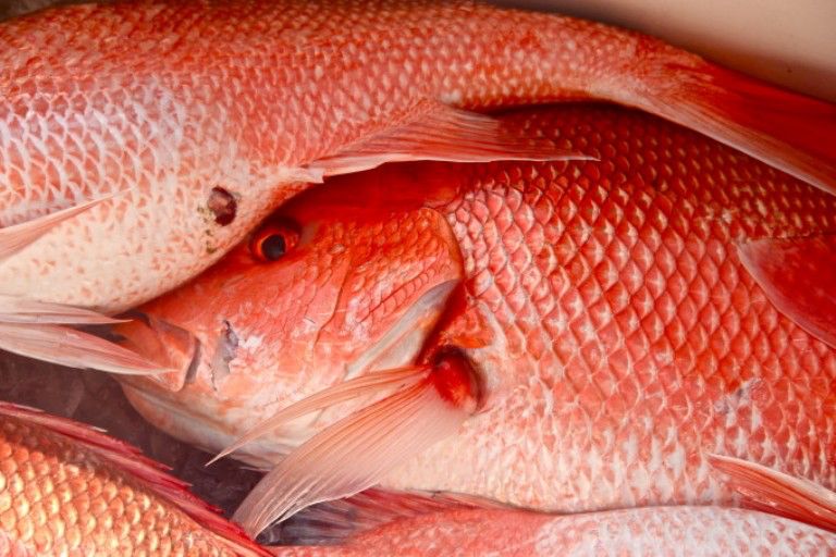 Marine Fish