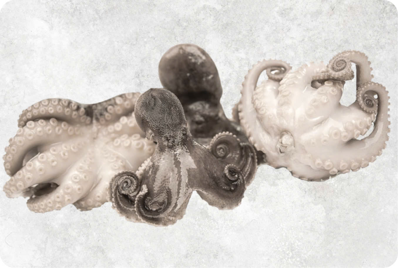 Whole octopus
