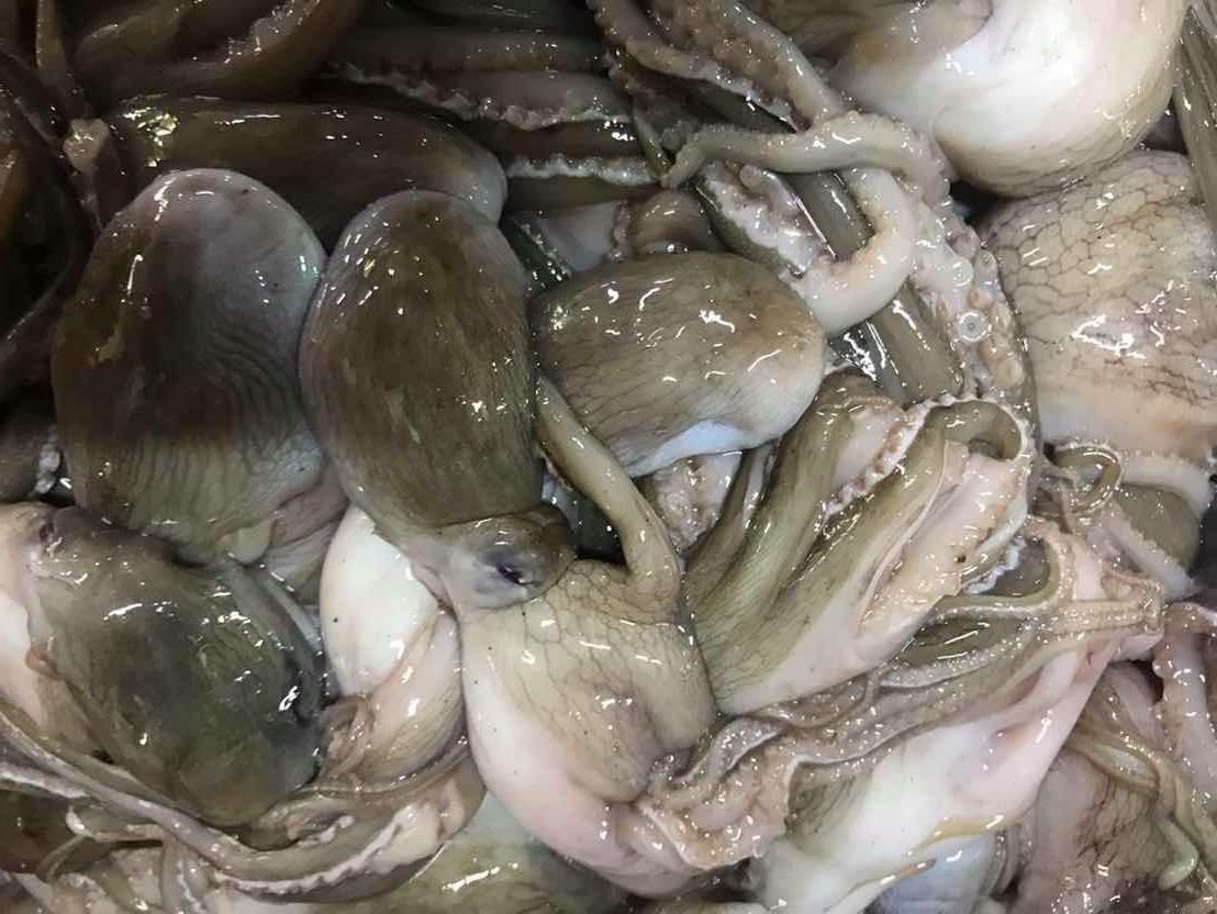 Whole octopus