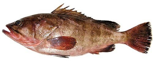 Whole reef cod