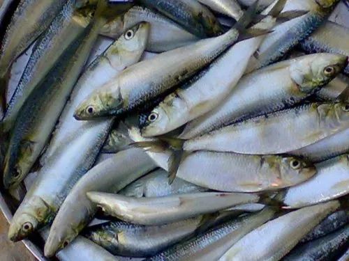 Sardine