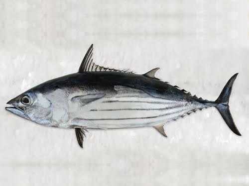 Whole skipjack tuna
