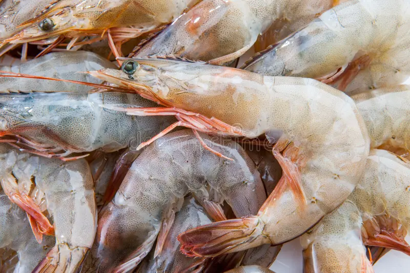 Fresh vannamei shrimp