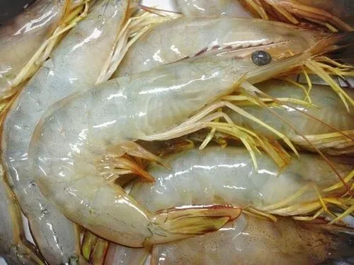 Pink and Brown Shrimp