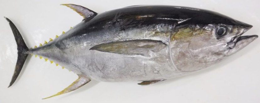 Whole yellowfin tuna