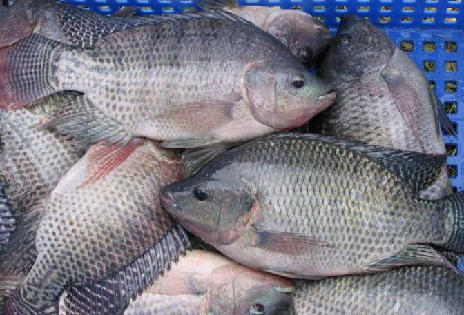 Fresh whole tilapia